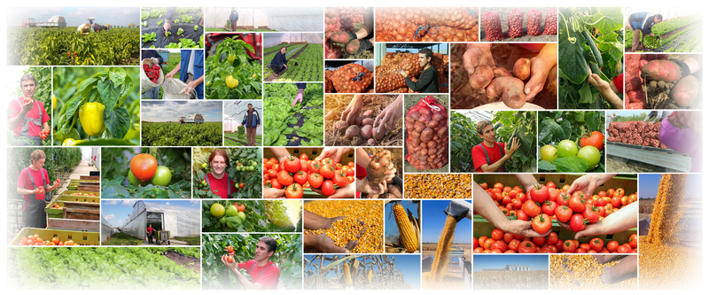 Food and Agriculture Food and Agriculture