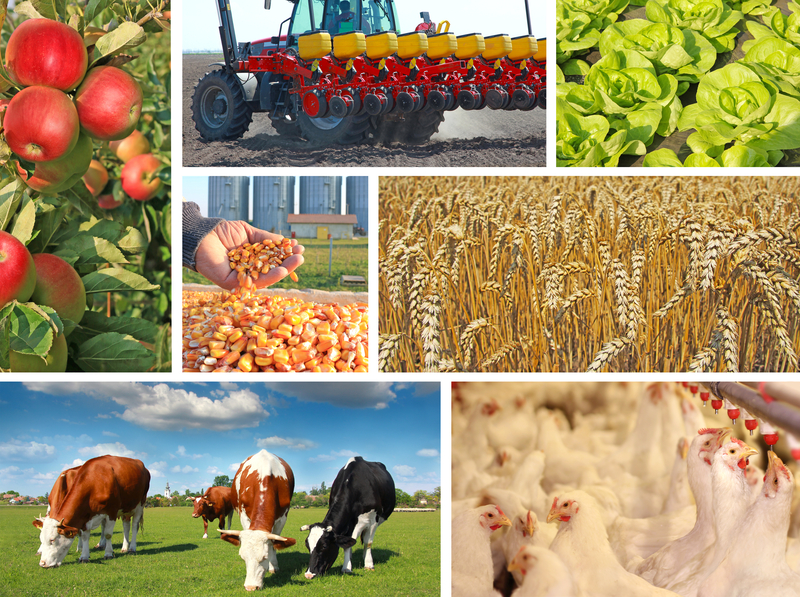Food and Agriculture Food and Agriculture