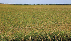 El Campo Development Corporation agriculture rice