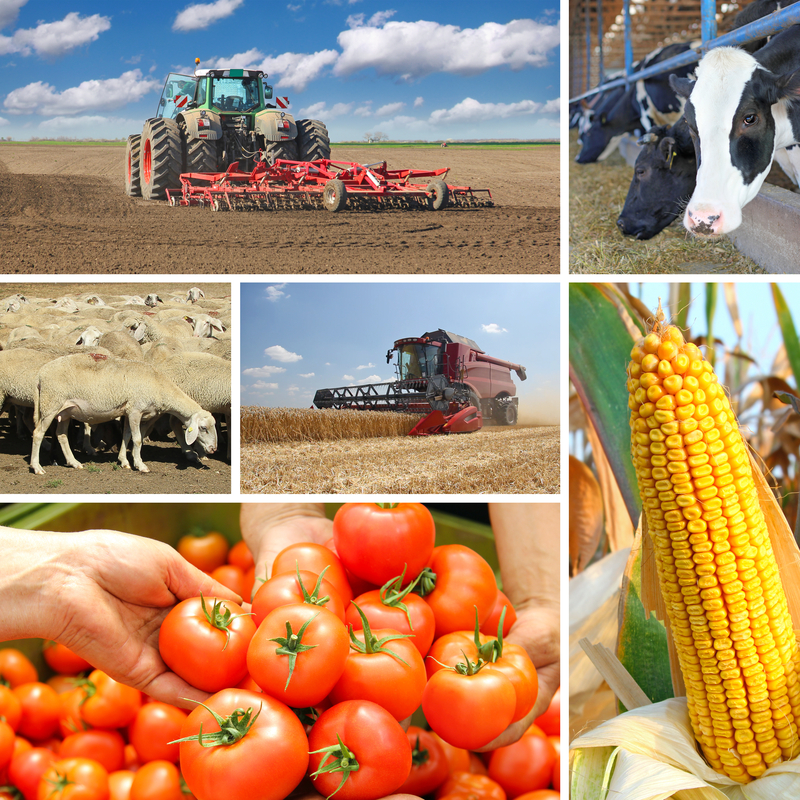 Food and Agriculture Food and Agriculture
