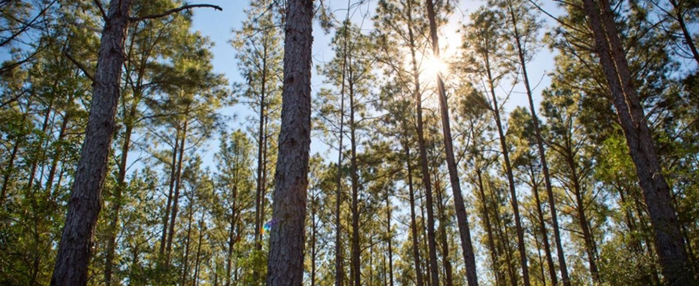 Texas Forest Country Partnership