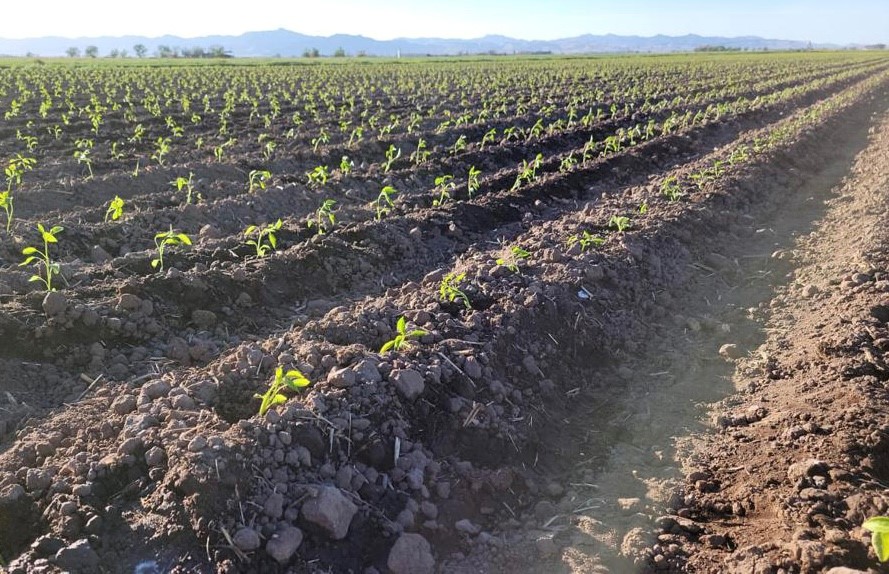agriculture agriculture