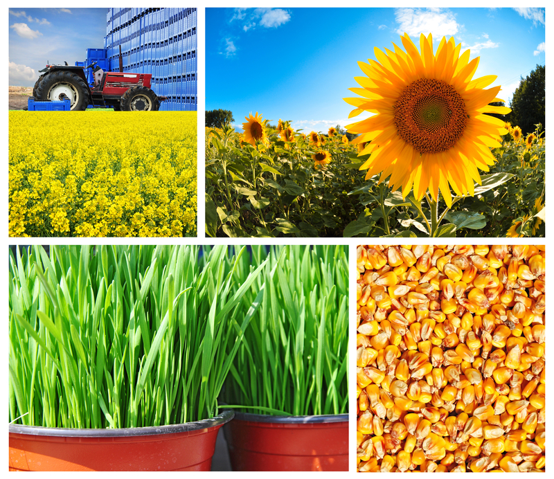 agriculture agriculture