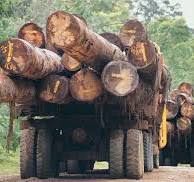 forestry forestry