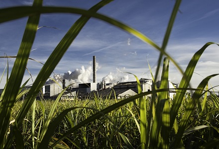 Sugar farm and mill in Louisiana