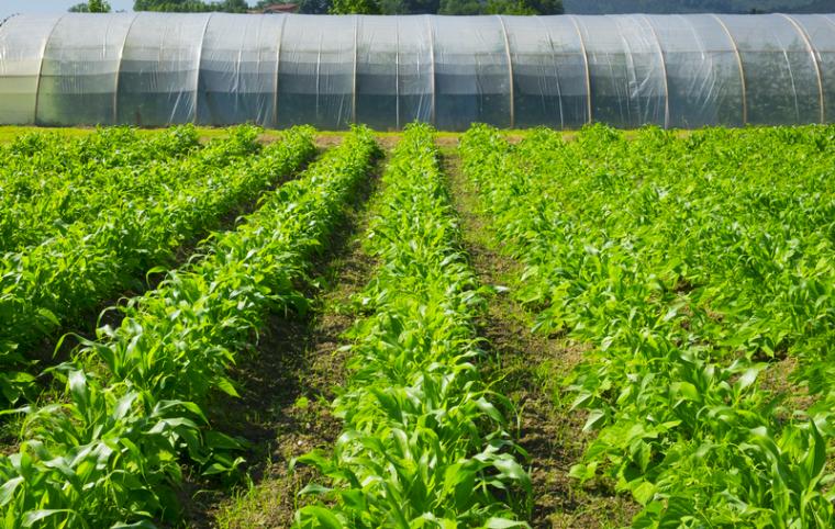 IA: Soy Processing Plant Set for Buena Vista County, With 50+ Jobs
