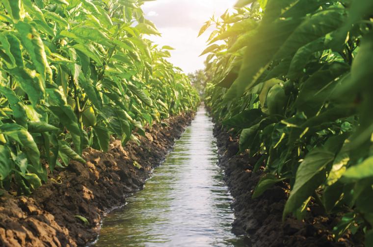 Food Trends Affecting Agriculture