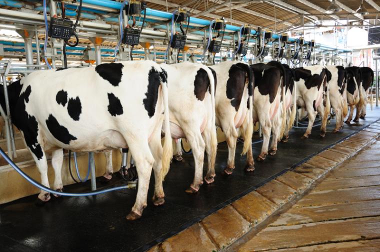 MN: Bongards Creameries to Expand Opportunities in the Heartland, Creating/Retaining Jobs