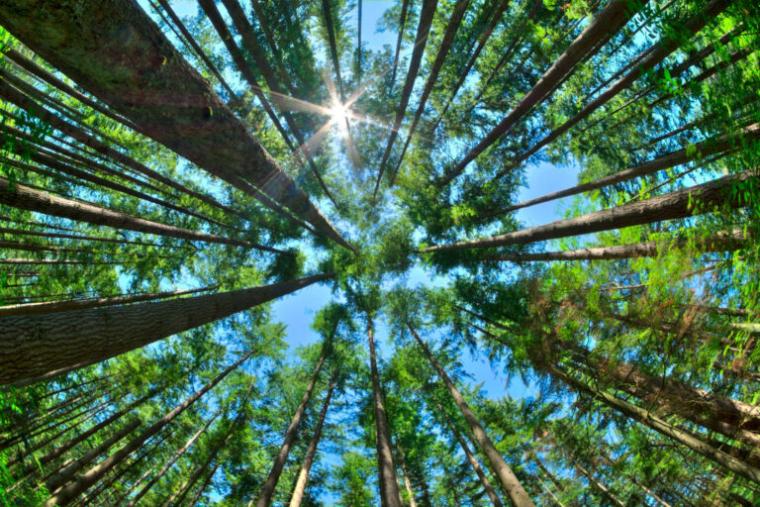 CN: British Columbia Government Invests $8 Million in Kamloops Advanced Wood Manufacturing