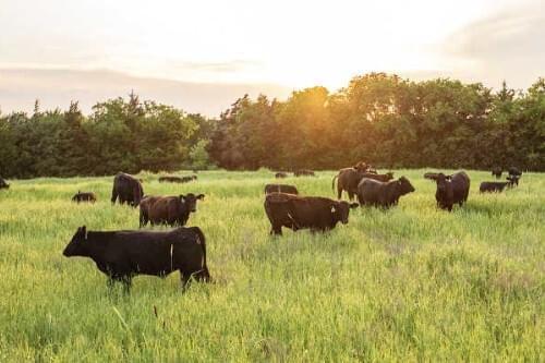 AR: Meat Delivery Service Wild Pastures Expands to Clinton, Ark., with New Facility, Creating 20 Jobs
