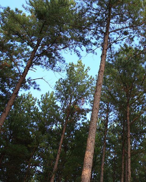 AR: Weyerhaeuser Company Announces Plans to Build Facility in South Arkansas, Creating 200 Jobs