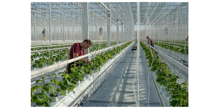 VA: Oasthouse Ventures to Open Sustainable Indoor Farming in Carroll Co., with 118 Jobs