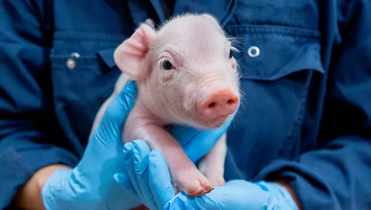 KS: Merck Animal Health Investing $895M in De Soto Plant Expansion, Creating 200+ Jobs