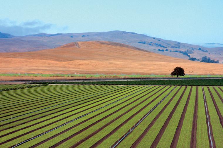 Developing New Food Value Chains in an Uncertain World