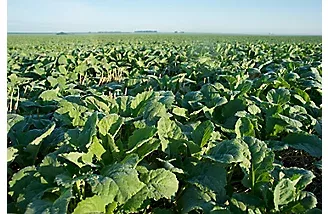 DE: Global Ag Company Corteva Reaffirms Commitment to Delaware, Retaining 200-Plus Jobs