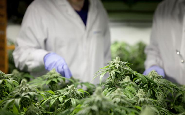 Miramichi: Fertile Ground for Companies Looking to Grow in the Cannabis Industry