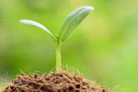 Grass Seedlings