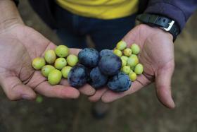 Hands cupping a collection of grapes