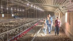 A woman and two children walking through a chicken farm. A woman and two children walking through a chicken farm.