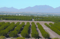 Pecan groves in southern New Mexico.