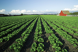 New Challenges & Opportunities for the Global Food Chain