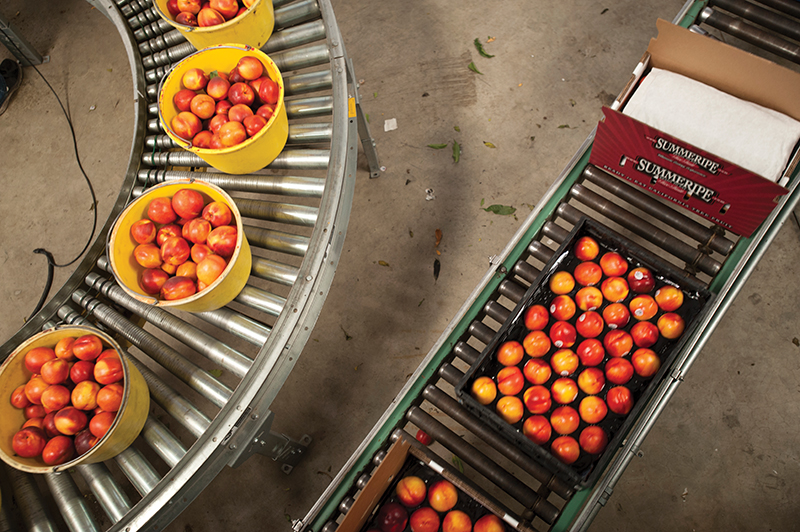 Overhead view of a fruit sorting facility with yellow buckets of oranges on a curved roller conveyor. Nearby, oranges are packed in labeled boxes.