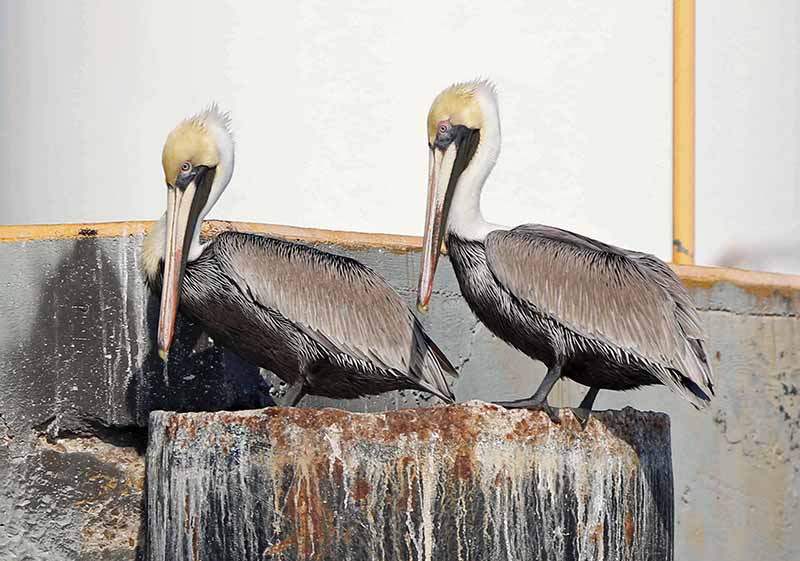 Two brown pelicans perch on weathered concrete structures with a plain background.