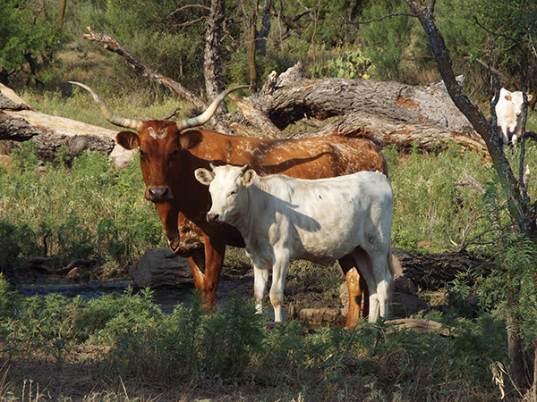 cattle steer