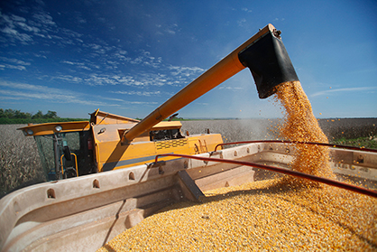 combine harvesting corn